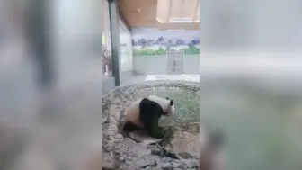 大熊猫过夏天的正确打开方式