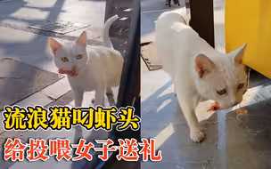 流浪猫叼虾头给投喂女子送礼，当事人：喂了6个月，彼此有感情