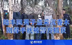 陆丰四男子盗采二十斤沉香木致百万损失 刚得手就被警方抓获