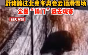 野猪路过北京冬奥会云顶滑雪场 企图“撬门”观赛，网友：“别想了，你没做过核酸“