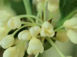 听说桂花的花语是“美好的祝福”，我便第一个想到了你！