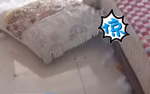 隔离居民托付大白帮忙喂狗，进门惊呆了，隔离回家前一天记得联系一个装修队重新装修
