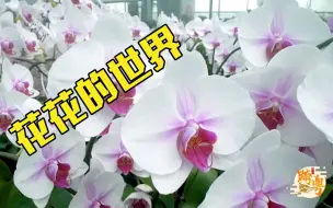 想要“五彩斑斓的黑”？陈村蝴蝶兰：安排！