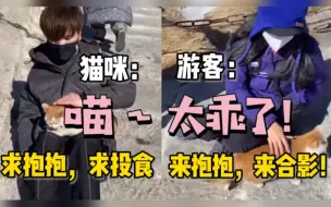 华山顶上数十只流浪猫成网红，花式卖萌求游客抚摸喂食