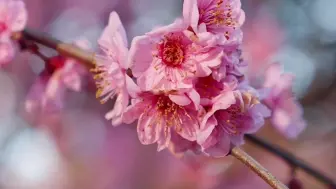 今春世纪公园最后一波梅花—“混血儿”美人梅绽放！错过等一年！#花开浦东