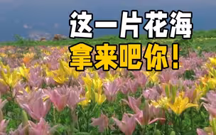 蒙山脚下赏花去！临沂平邑百合开成一片花海