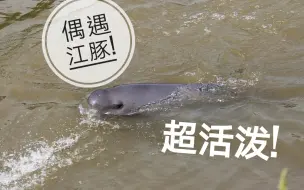 【偶遇江豚】在保护区外面遇到一只活泼的江豚小可爱