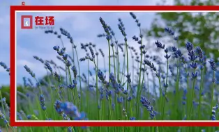 在场 | 上海能不能看浓浓的薰衣草？