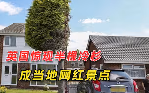 你家的树过界了！英国男子门前的冷杉被锯掉一半，成当地网红景点