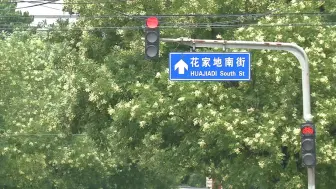 京城飘落“槐花雨”，雨水丰沛国槐花开更盛