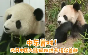 中东首对！两只中国大熊猫抵达卡塔尔首都