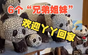 丫丫终于回来了！耗时2个月 2万根苹果树枝 6只不同时期的“熊猫”欢迎丫丫回家