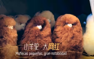 从长城到马丘比丘：小羊驼 大网红