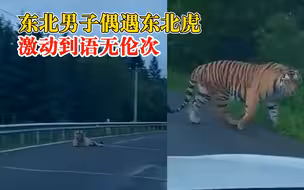男子偶遇东北虎激动到语无伦次：我看见老虎了，太激动了