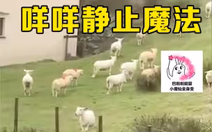 神奇!百只小羊在山坡上集体“静止”如同被冻结