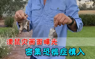 遍地老鼠如同蟑螂窝！澳大利亚爆发数十年最严重鼠灾，现场曝光