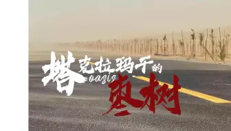 塔克拉玛干的枣树