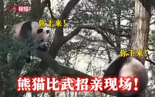 为爱出拳！来围观熊猫比武招亲现场！