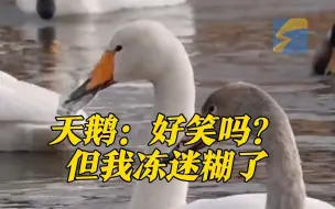 山东降温开启“速冻模式” 天鹅嘴冻结冰似戴水晶口罩