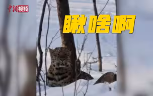 又是吉林！！！男子雪地偶遇金钱豹