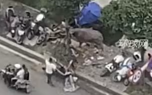 惊险！福建一疯牛上街攻击行人车辆，被警察当场击毙