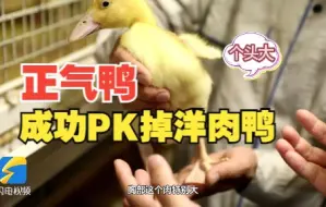 好品山东｜中新鸭=“争气鸭”，必须能处！
