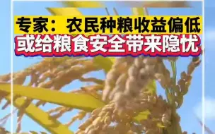 专家：农民种粮收益偏低，或给粮食安全带来隐忧