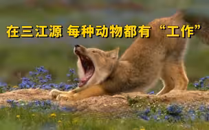 在三江源地区 每种动物都有“工作”
