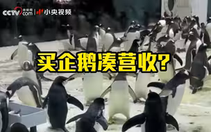 一只企鹅43万 大连圣亚海洋世界卖企鹅凑营收？