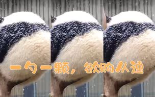 这颗会fu吸的椰蓉糯米团，我也就看了几十遍吧