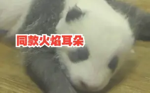 成都大运会吉祥物同款火焰耳朵找到了