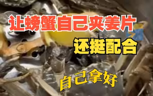 男子让螃蟹自己用蟹钳夹姜片 没想到都还挺配合 螃蟹：蒸自己还得自己带料