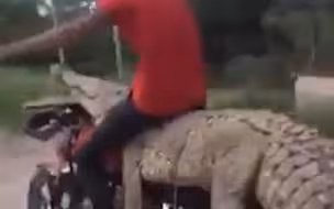 墨西哥男子抓走鳄鱼，还骑在鳄鱼身上开摩托