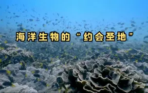 水下花海有多浪漫