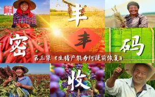 聚焦三农丨丰收密码——生猪产能为何提前恢复