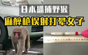 日本官方派人抓捕野猴 不料麻醉枪误射打晕一女子