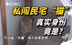 撸不得！凶猛“大喵”私闯民宅，民警及时救护放归自然