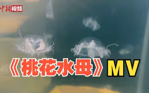 排面！云南文山给桃花水母拍MV