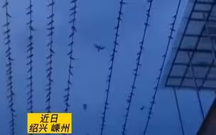 难得一见！成群燕子“排排站”，演奏一出“交响乐”