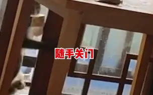 女子住酒店遇猴子扒门“顺”走牛奶，网友：随手关门好评