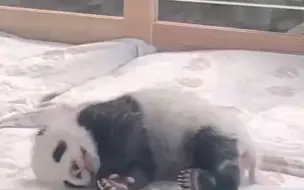 旅德大熊猫双胞胎宝宝将轮流与公众见面！发布会上侧躺小床超萌