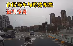 市民驾车与野猪相撞被判全责