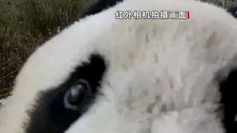 太萌了！一个镜头装不下熊猫的大脸蛋 红外相机拍下珍贵有趣一幕