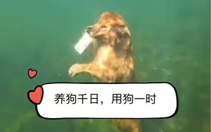 金毛化身避水金晶兽 优雅潜水帮主人叼回手机