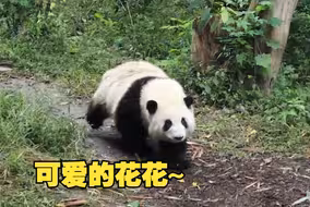 花花跑起来QQ弹弹的~