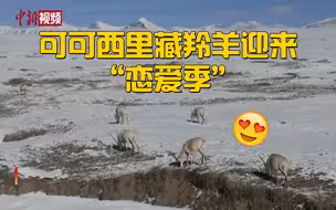 可可西里藏羚羊迎来“恋爱季”