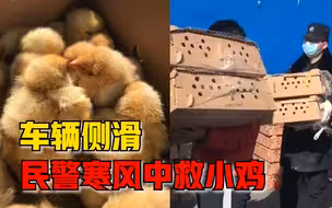 雪后车辆侧滑小鸡苗被困寒风中，民警及时转运拯救被冻小生命