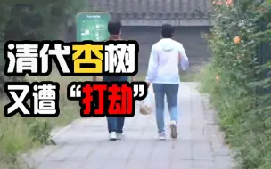 天坛公园清代古杏树又遭游人“打劫”！为何屡禁不止？