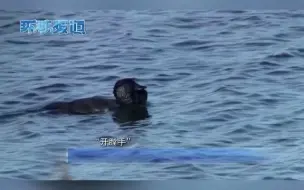 奇闻！澳大利亚一只鸭子会学人说话
