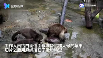 小动物们提前过中秋：棕熊大口大口吃西瓜，环尾狐猴抢石榴小南瓜